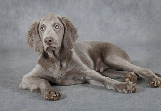 How much to shop feed a weimaraner puppy