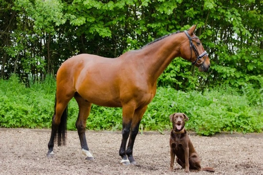 How to Keep Dogs Safe Around Horses When Out on a Walk