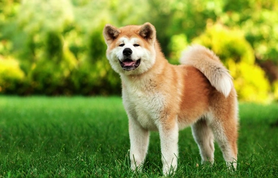 Finding out more about the large, bold Japanese Akita dog breed