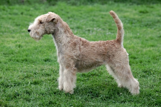 Lakeland best sale terrier shedding