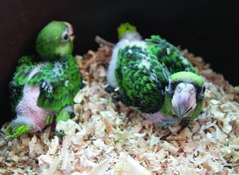 Ruční odchov papoušků konžských