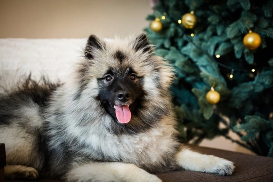 What to buy your dog for Christmas