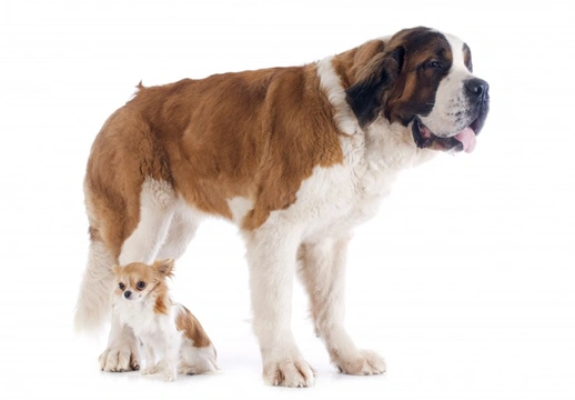 Why do giant dog breeds live shorter lifespans?