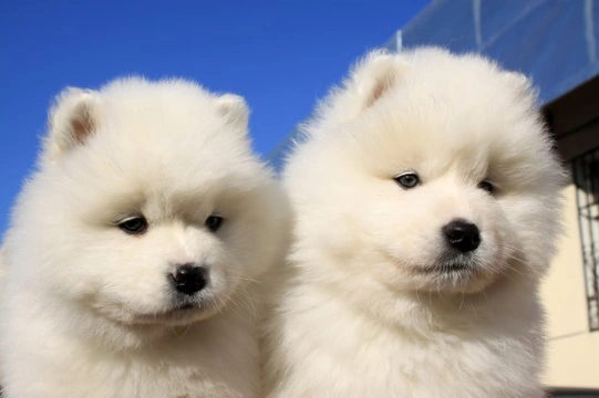 Some more information about the Samoyed dog breed