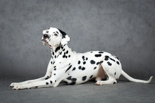 The Importance of Good Breeding in Dalmatians