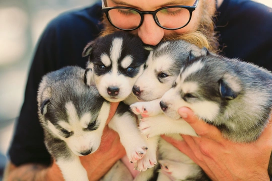 Pups verkopen op een veilige en verantwoorde manier