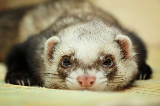 8 Signs Your Ferret May be Unwell