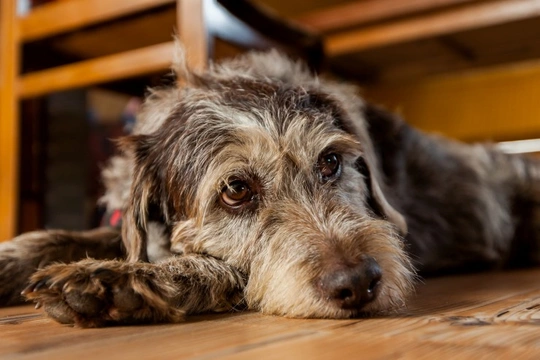 How a dirty or messy home can affect your dog’s health
