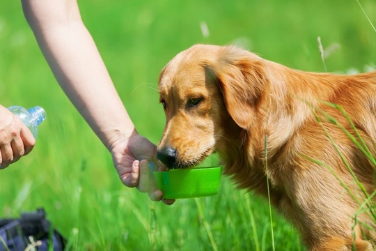 Six tips for owners to avoid dehydration in dogs