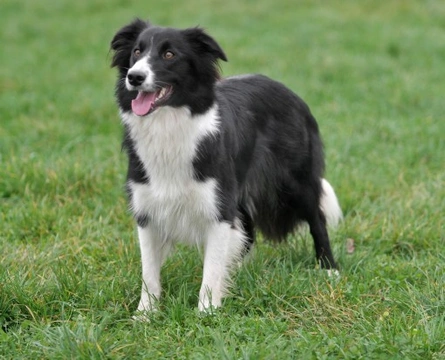 Similarities and differences between the Border Collie and the Australian Cattle Dog