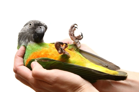 Stáří papouška