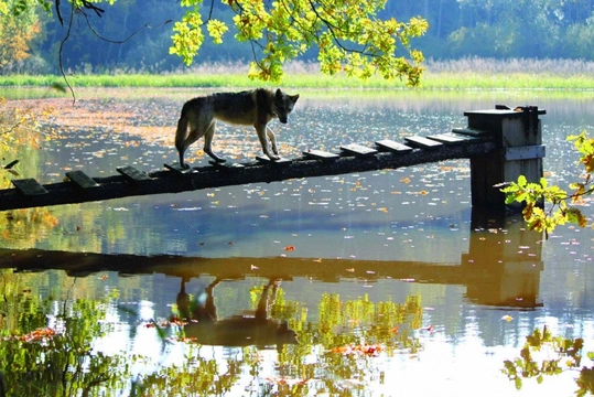 Jak se žije s vlčími geny – 3. část