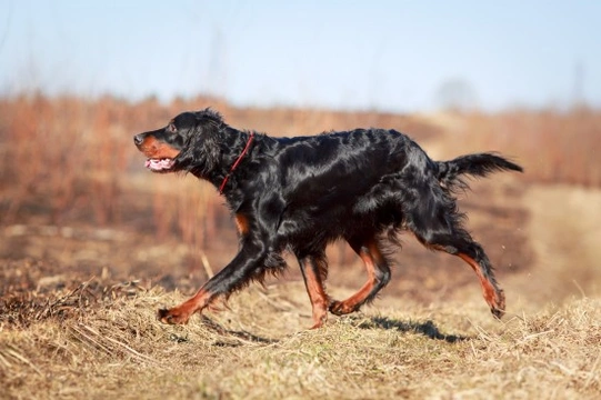 Gordon setter best sale poodle mix