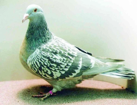 Nejznámější holubi 21 Koburský skřivan