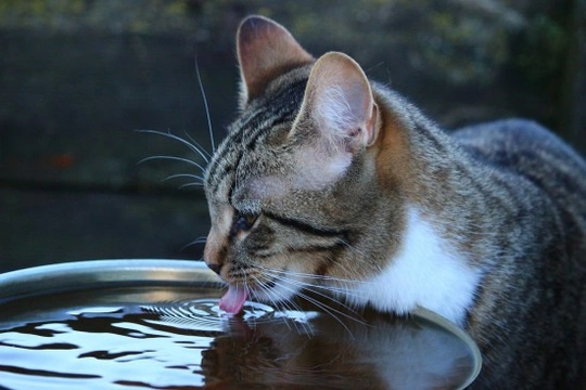 Mi gato no bebe agua, ¿cómo consigo hidratarlo?