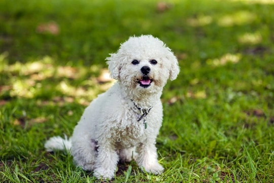 Bichon store frise shed