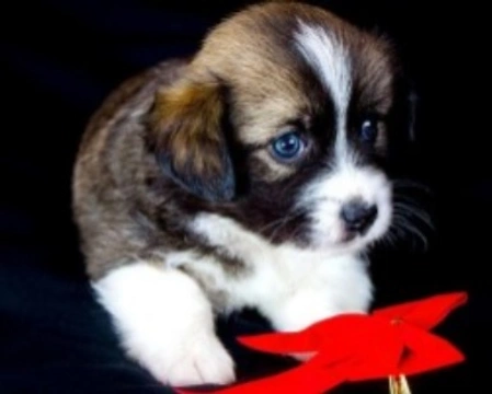 Cuccioli di cane, i primi giorni a casa