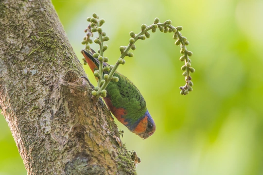 Nejmenší papoušci světa – papoušínci rodu Micropsitta