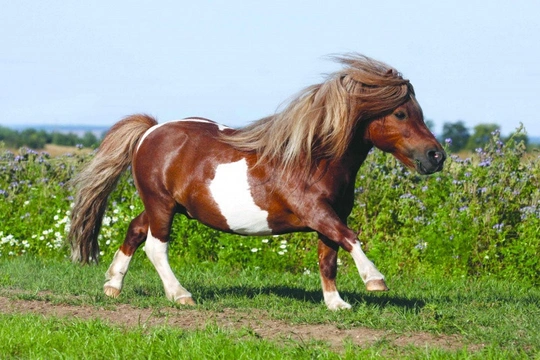 Shetlandský pony