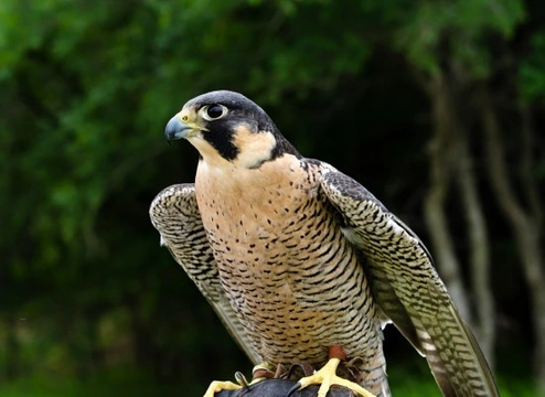 Interesting Facts About Peregrine Falcons