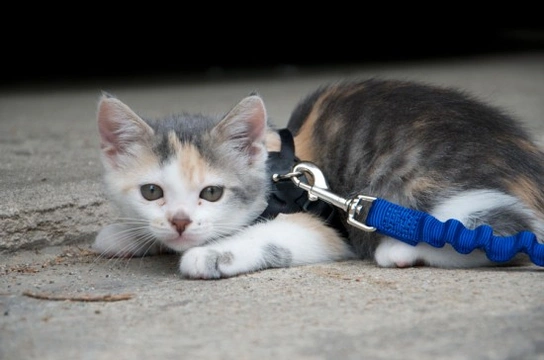 Teaching your indoor kitten to walk on a harness