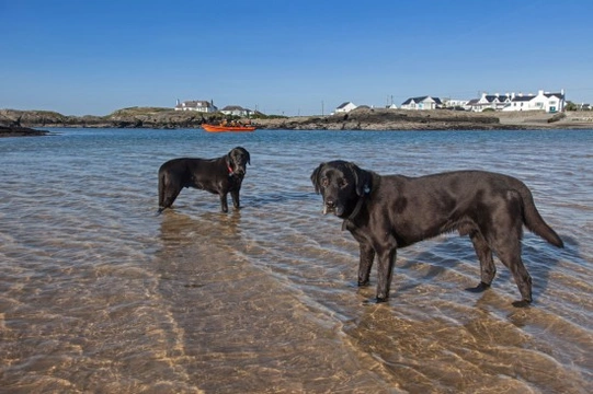 Top Dog Friendly Beaches Around the UK