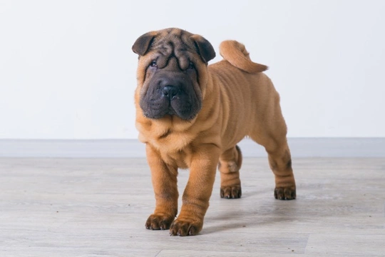 Tight Lip Syndrome in the Chinese Shar Pei