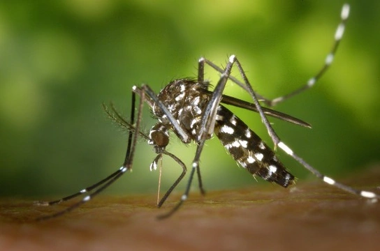 Cómo protegerse del temido mosquito tigre