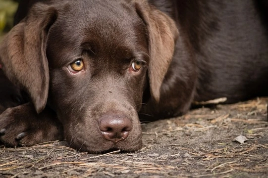 Why you should never medicate your dog for diarrhoea without talking to your vet