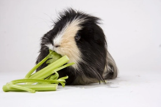 What's The Best Food For Guinea Pigs?