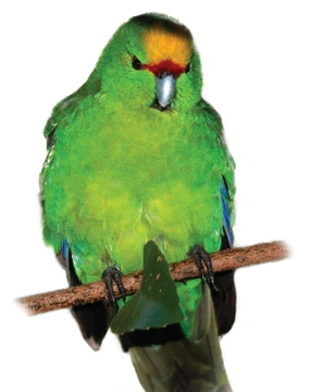 Papoušek – citlivý a&nbsp;křehký organismus