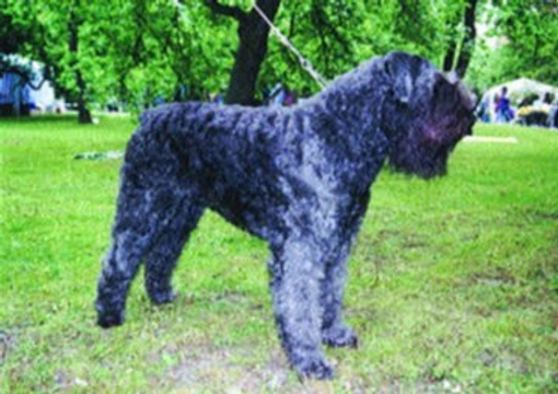 Flanderský bouvier - Bouvier des Flandres