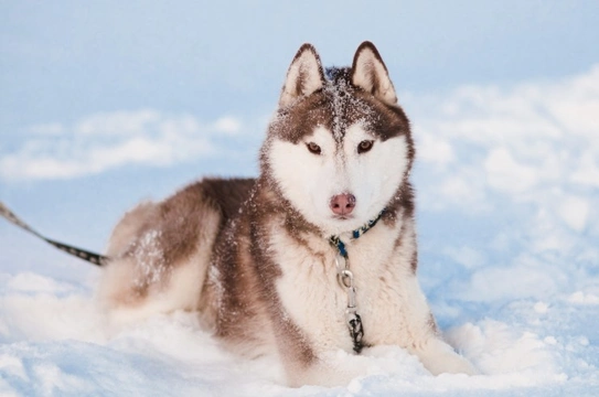 Dog Breeds that Adore Playing in the Snow