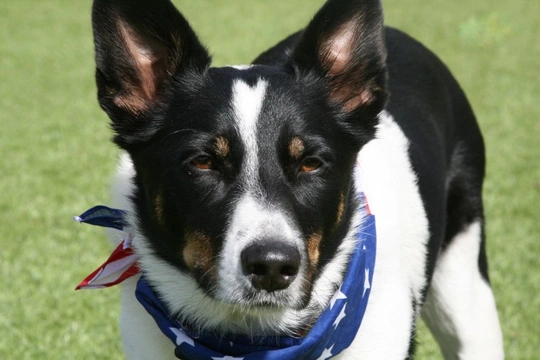 Mcnab border collie sales cross