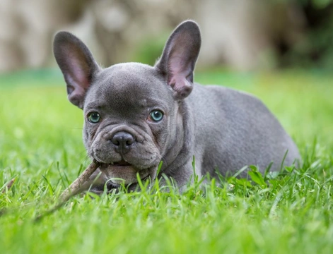 Blue Frenchies - All about Blue French Bulldogs