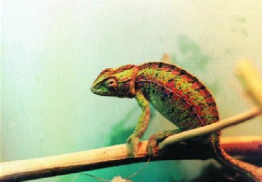 Chameleon kobercový (Furcifer lateralis)