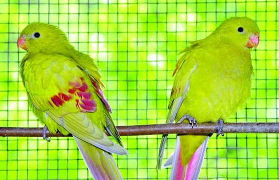Mutace papoušků rodu Polytelis – díl druhý