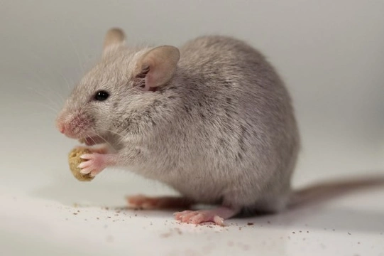 Why Mice Make Great Pets