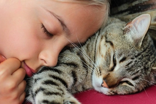 7 Great Ways a Cat Shows Their Affection