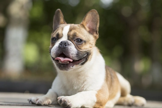 Protecting your French bulldog against theft