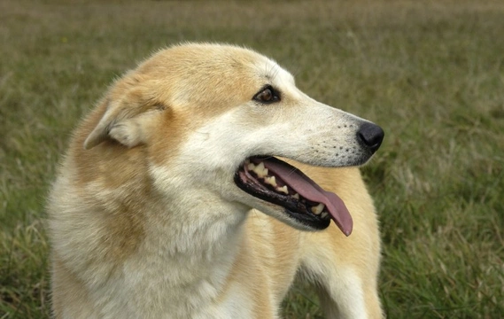 What is a Canaan Dog?