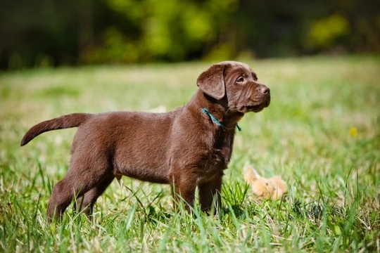 Five Top Tips That Can Lengthen The Life Of Your Dog