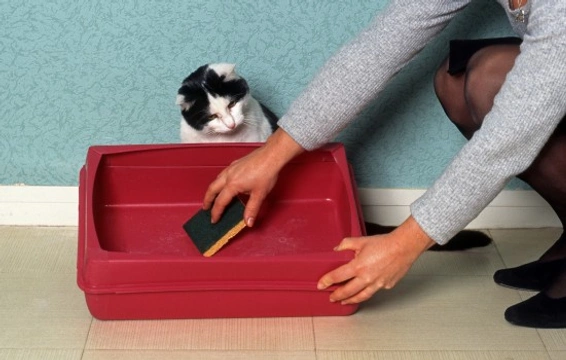 Common Reasons Why a Cat Might Refuse to Use a Litter Tray