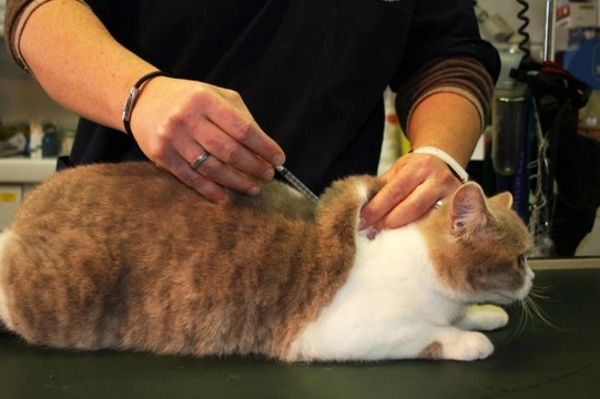 The Importance of Vaccinating Your Cat