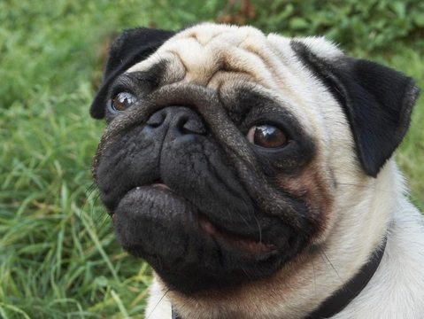 Preventing and treating corneal scratches in pugs