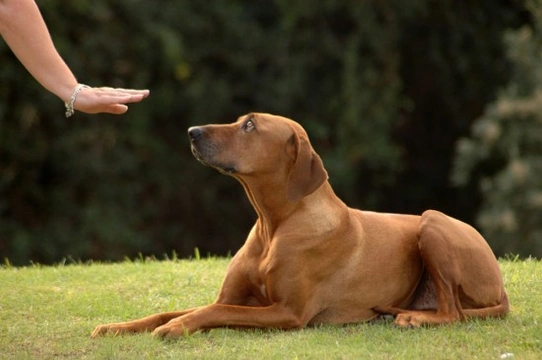 Ten tips for finding a good canine behaviourist
