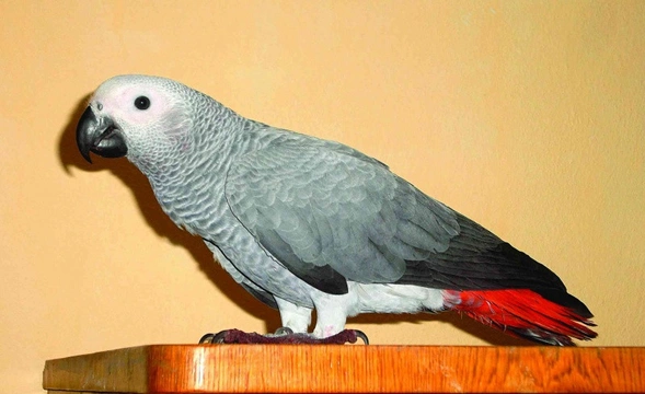 Papoušek šedý – žako (Psittacus e. erithacus) Sestavování chovného páru a odchov