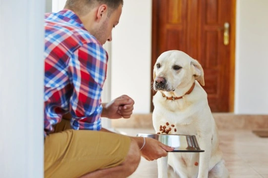 10 Tips to Entice Discerning Dogs to Eat