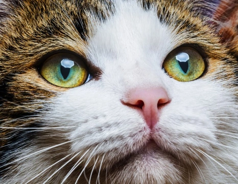 Why do cats’ eyes glow in the dark?