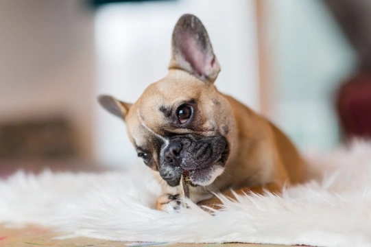 How to keep your French bulldog happy